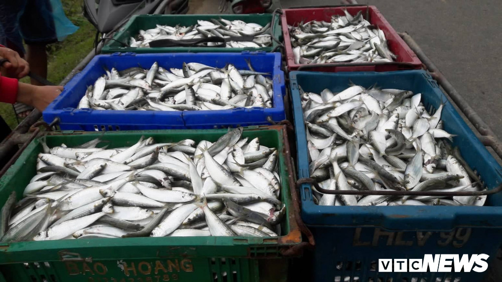 Anh: Ca trich mac day luoi, ngu dan Ha Tinh go moi tay-Hinh-4