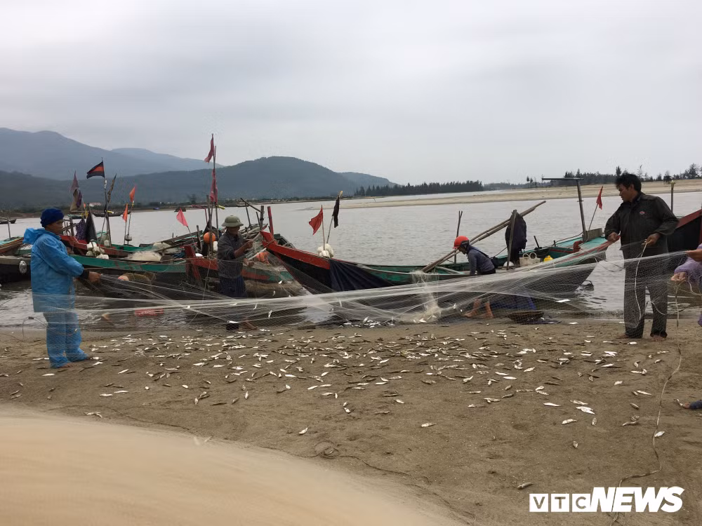 Ảnh: Cá trích mắc dày lưới, ngư dân Hà Tĩnh gỡ mỏi tay - Hình 6 Anh: Ca trich mac day luoi, ngu dan Ha Tinh go moi tay-Hinh-6