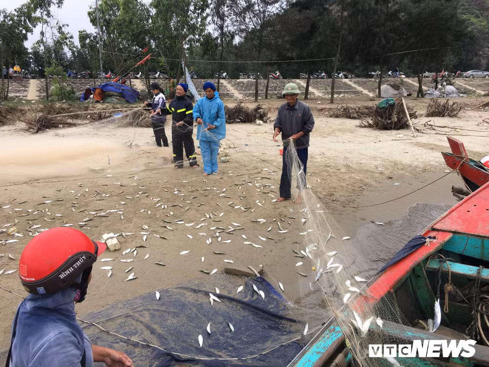 Ảnh: Cá trích mắc dày lưới, ngư dân Hà Tĩnh gỡ mỏi tay - Hình 2 Anh: Ca trich mac day luoi, ngu dan Ha Tinh go moi tay-Hinh-2