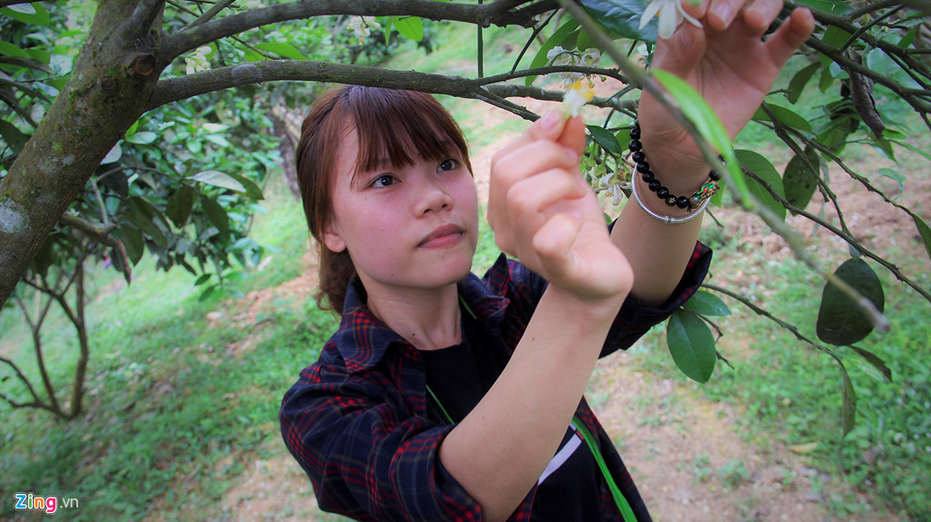 Ngoài việc thụ phấn bổ sung, người trồng bưởi phải vệ sinh những chùm hoa bưởi đang đậu quả bằng cách bóc tách những hoa đã héo ủa, có sức sống yếu hoặc những cành hoa còn sót lại. Việc này giúp cây dễ đậu quả và đảm bảo chất lượng phát triển quả.