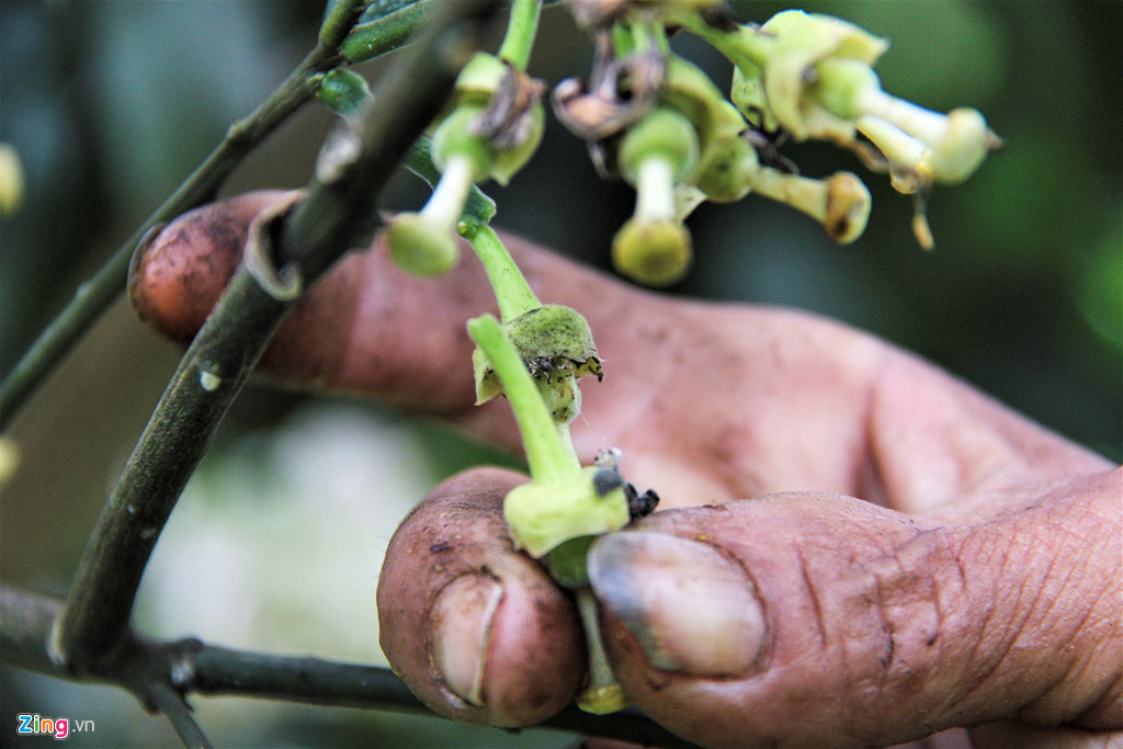 Hương Khê hiện có hơn 2.000 ha bưởi Phúc Trạch. Năm 2002, Bộ Nông nghiệp và Phát triển nông thôn công nhận bưởi Phúc Trạch là một trong 7 loại cây ăn quả quý hiếm cấm xuất khẩu giống.