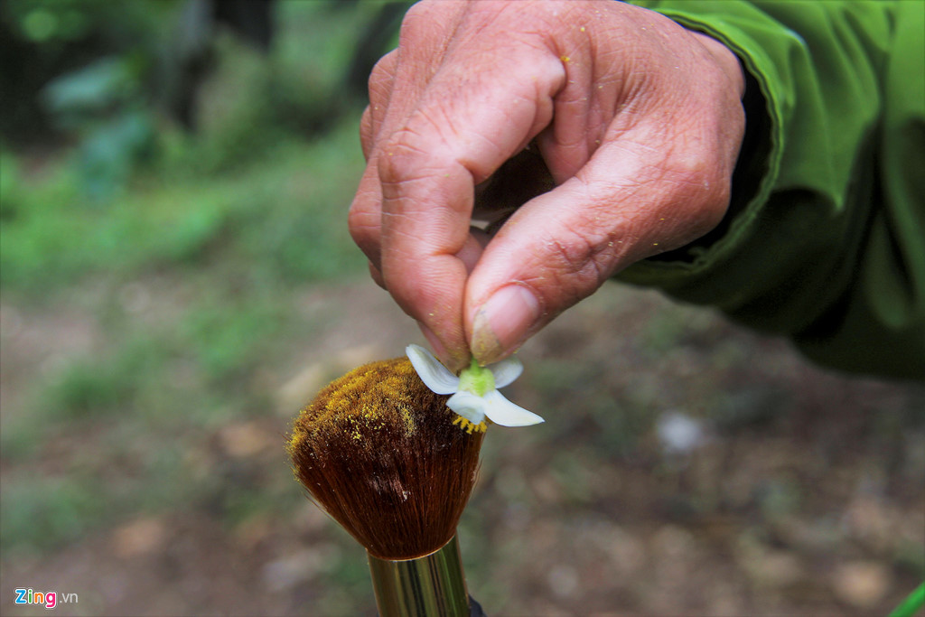 Nhiều gia đình vì lượng hoa nở đồng loạt, sợ không thể kịp cho việc thụ phấn bổ sung nên phải gọi thêm con cháu hoặc thuê thêm nhân công với giá 200.000/ngày/người. Việc thụ phấn sẽ được lặp đi lặp lại nhiều lần để đảm bảo không bỏ sót, quả đậu nhiều hơn.