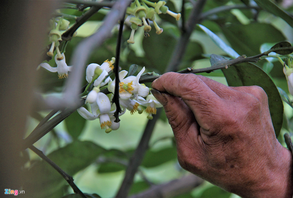 Còn ông Nguyễn Văn Chung (49 tuổi, xã Hương Thủy) cho biết gia đình có hơn 300 gốc bưởi, số bưởi được trồng theo nhiều đợt nên việc hoa trổ bông không cùng lúc, việc này cũng gây khó khăn trong việc thụ phấn bổ sung. "Khoảng 5h sáng những ngày nắng nhẹ, vợ tôi lại đi hái hoa bưởi chua ở vườn hoặc xin hàng xóm để về thụ phấn cho cây. Hoa bưởi được côn trùng thụ phấn chỉ đậu quả khoảng 30%, nhưng khi thụ phấn bổ sung sẽ tăng khoảng 80%. Cũng nhờ việc này mà năm vừa rồi gia đình thu hoạch hơn 200 triệu từ bưởi", ông Chung vui mừng nói.