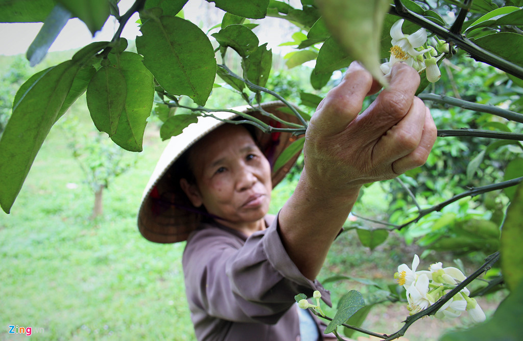 "Trước thì bưởi được thụ phấn tự nhiên nên đậu quả ít, từ lúc cán bộ kỹ thuật ở Hà Nội về thụ phấn thí điểm ở một số vườn cho năng suất cao nên bà con làm theo. Từ đó, quả ra nhiều đến mức phải tỉa bớt. Những cây bưởi 2-3 năm tuổi có thể trực tiếp dùng bông hoa bưởi chua quét lên từng nhụy hoa bưởi đường để thụ phấn. Còn cây cao sẽ dùng gậy hỗ trợ", ông Dung nói.