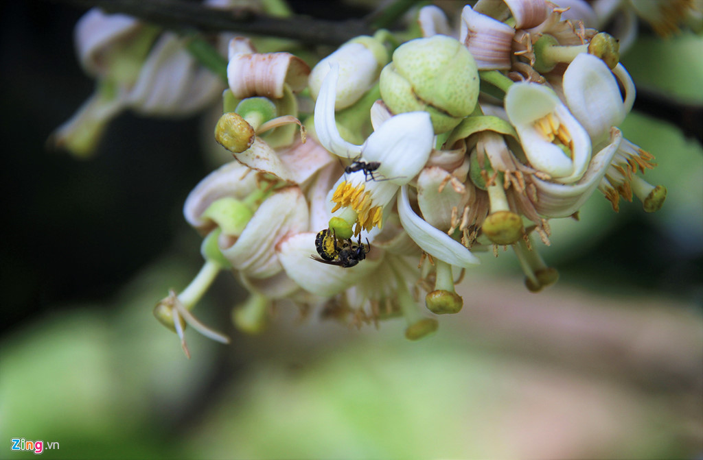 Bưởi Phúc Trạch được chia thành 2 loại. Loại được nhân giống bằng cách chiết cành hoặc ghép mắt, thường gọi là bưởi đường. Loại được nhân giống bằng hạt được gọi là bưởi chua, có sức sống khỏe hơn nhưng chất lượng quả kém hẳn so với cây chiết, ghép.