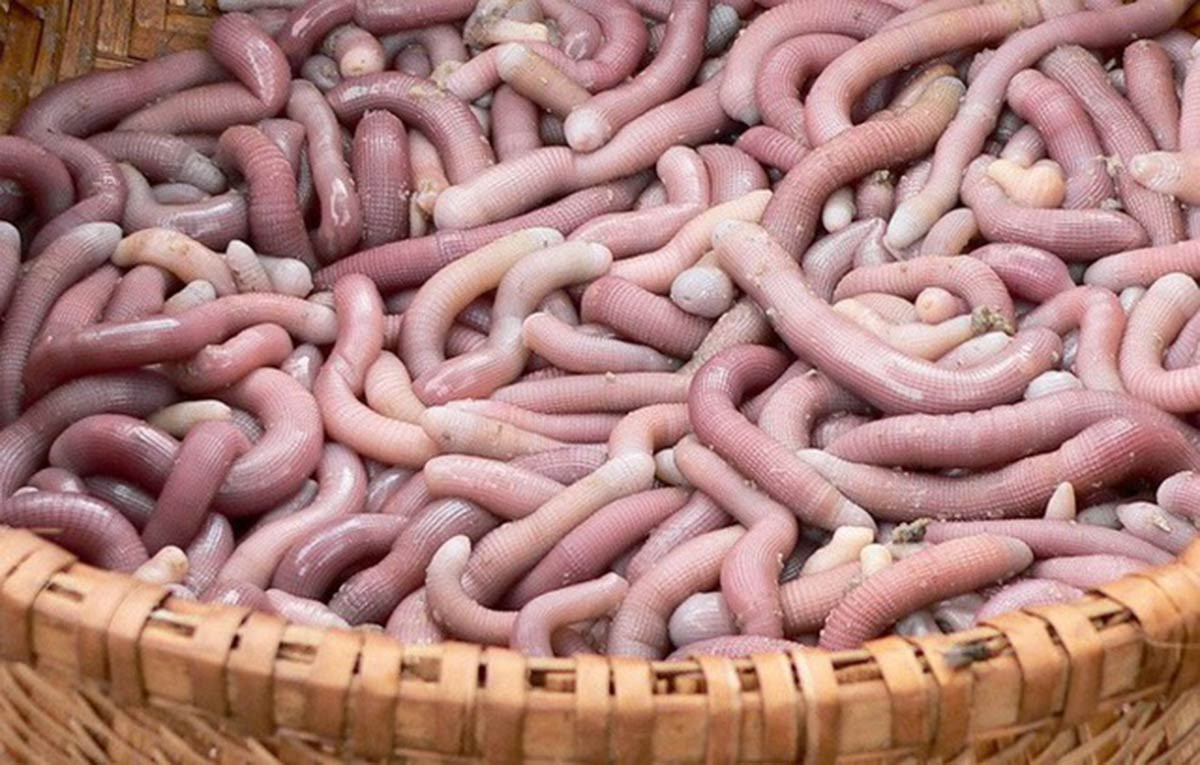 Loại hải sản kỳ dị giống giun giá tới 7 triệu đồng/kg Loai hai san ky di giong giun gia toi 7 trieu dong/kg