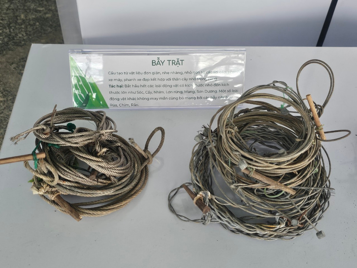 Nhu cầu tiêu thụ liên tục đối với các sản phẩm này dẫn đến tình trạng sụt giảm nghiêm trọng quần thể các loài hoang dã trong tự nhiên tại Việt Nam, bao gồm những loài ăn cỏ lớn và mang lớn đặc hữu ở dãy Trường Sơn.