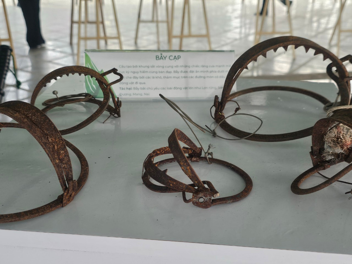 Khảo sát về tiêu thụ thịt động vật hoang dã do WWFViệt Nam thực hiện năm 2021 cho thấy, khoảng 90% thú rừng bị săn bẫy trái phép được tiêu thụ qua kênh nhà hàng, quán nhậu ở khu vực thành thị.