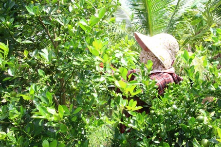 Nang nong, cac loai trai cay giai nhiet dang tang gia tot