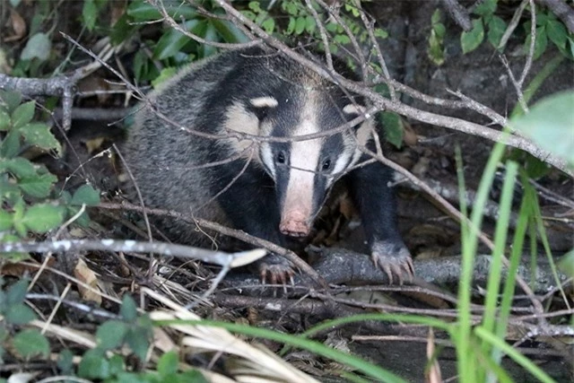 Lửng lợn sở hữu bộ lông khá dày, có màu vàng, xám và đen. Đặc biệt là bộ lông này có thể thay đổi theo mùa. Nhưng đó chưa phải đặc điểm gây chú ý nhất mà phải kể đến chiếc mũi dài mà chúng sở hữu. Đây cũng là nguồn gốc của cái tên lửng lợn. Tuy có phần dị hợm nhưng chiếc mũi dài đã giúp lửng lợn có thể ủy đất tìm thức ăn, có một khứu giác rất nhạy bù cho thị giác kém của mình.