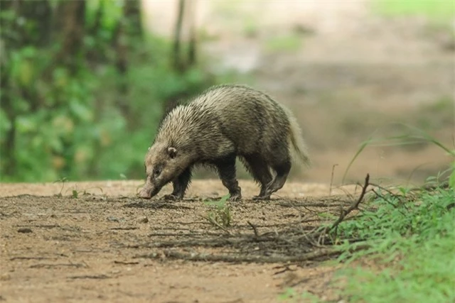 Một đặc điểm nhận dạng của lửng lợn là mùi cơ thể chúng rất nặng. Đây là đặc điểm giúp các con lửng lợn tìm thấy nhau khi bước vào mùa sinh sản.