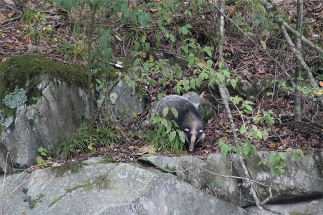 Loài lửng lợn hiện nằm trong Sách đỏ IUCN, thuộc danh sách các loài Sắp bị đe dọa. Số lượng lửng lợn ở Việt Nam nói riêng và thế giới nói chung bị suy giảm nghiêm trọng trong thời gian qua vì nạn săn bắt trộm.