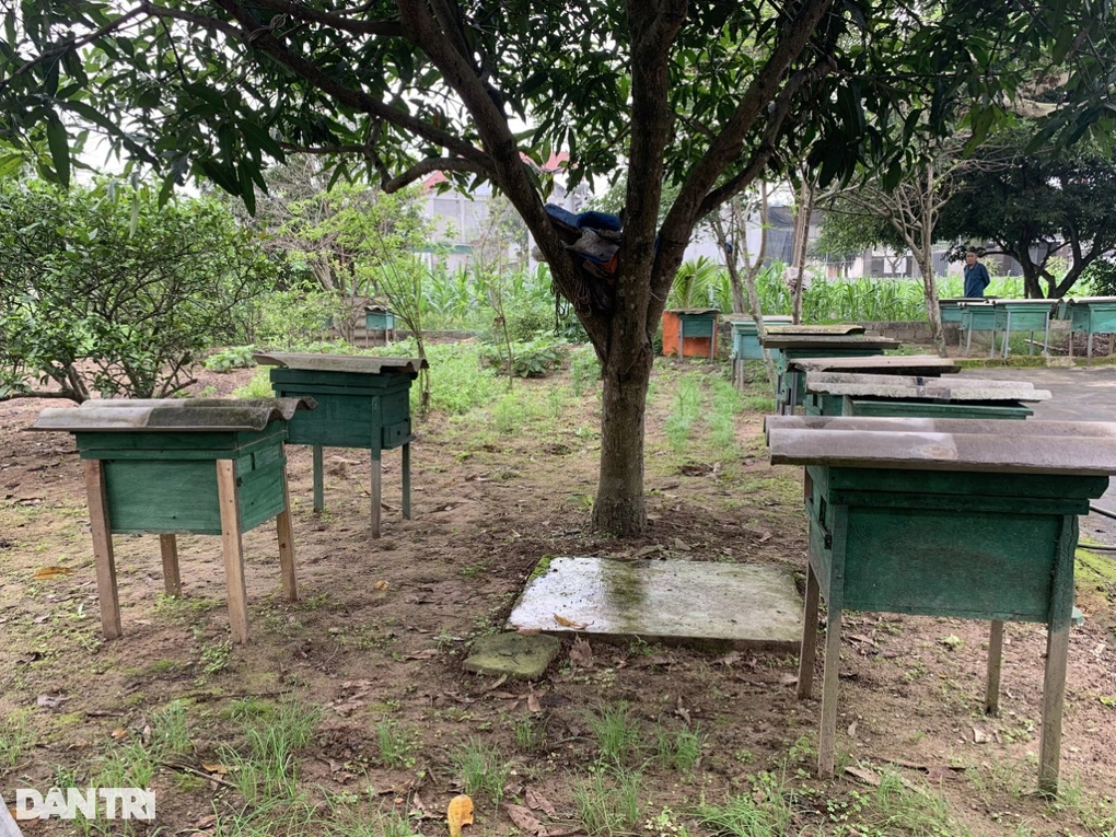 Nuôi ong lấy mật, bán giống, U70 kiếm cả trăm triệu mỗi năm - Hình 2 Nuoi ong lay mat, ban giong, U70 kiem ca tram trieu moi nam-Hinh-2