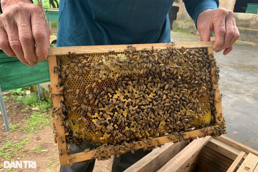 Nuôi ong lấy mật, bán giống, U70 kiếm cả trăm triệu mỗi năm - Hình 3 Nuoi ong lay mat, ban giong, U70 kiem ca tram trieu moi nam-Hinh-3