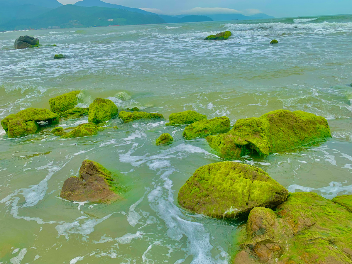 Cách trung tâm TP. Đà Nẵng khoảng 20km về phía Tây Bắc, ghềnh đá Nam Ô vào những ngày đầu tháng 3 được bao phủ bởi một màu rêu xanh mướt.