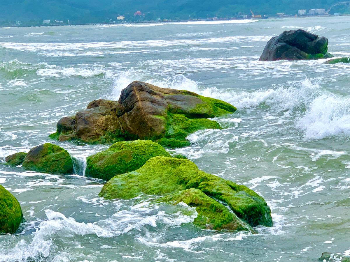 Nhiều người dân nơi đây cho biết, mùa rêu xanh mướt ở Nam Ô thường kéo dài khoảng một tháng.