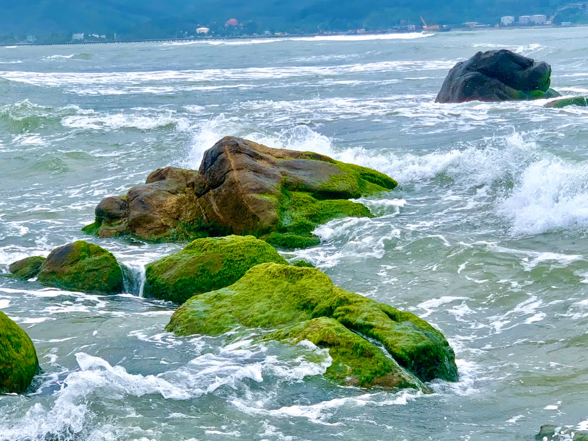 Nhiều người dân nơi đây cho biết, mùa rêu xanh mướt ở Nam Ô thường kéo dài khoảng một tháng.