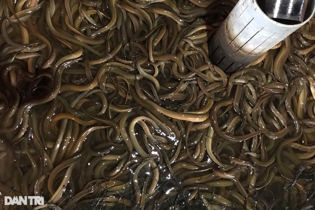 Nuôi lươn không bùn, anh nông dân đạt doanh thu hơn 2 tỷ đồng - Hình 3 Nuoi luon khong bun, anh nong dan dat doanh thu hon 2 ty dong-Hinh-3