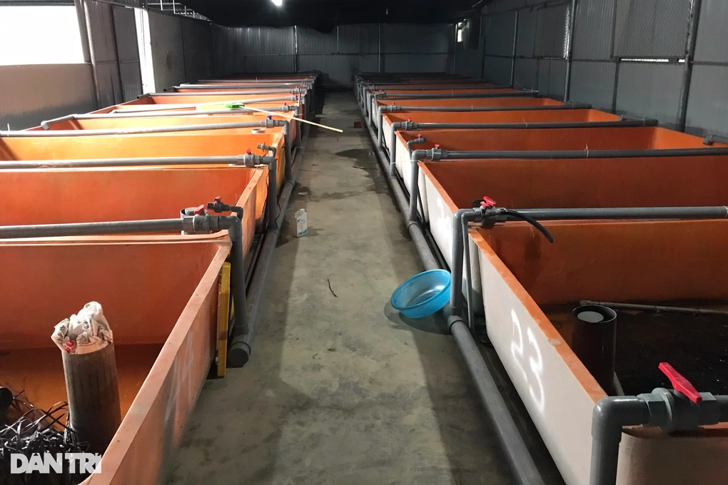 Nuôi lươn không bùn, anh nông dân đạt doanh thu hơn 2 tỷ đồng Nuoi luon khong bun, anh nong dan dat doanh thu hon 2 ty dong