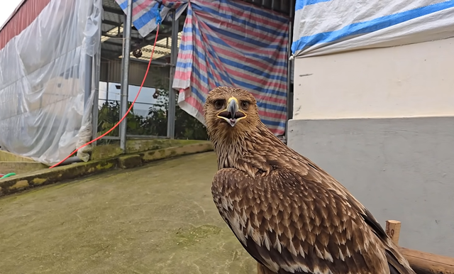 Nhan nuoi con chim bi thuong, khong ngo la giong dai bang cuc hiem