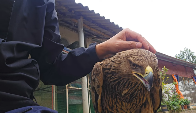 Nhan nuoi con chim bi thuong, khong ngo la giong dai bang cuc hiem-Hinh-4