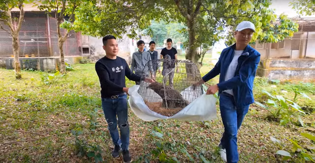 Nhan nuoi con chim bi thuong, khong ngo la giong dai bang cuc hiem-Hinh-5