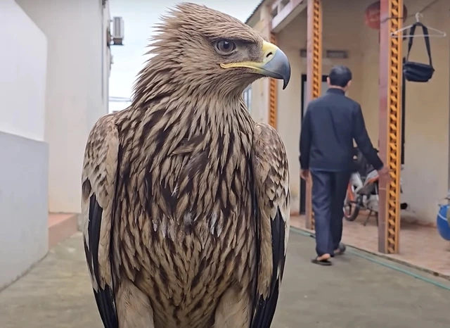 Nhan nuoi con chim bi thuong, khong ngo la giong dai bang cuc hiem-Hinh-2