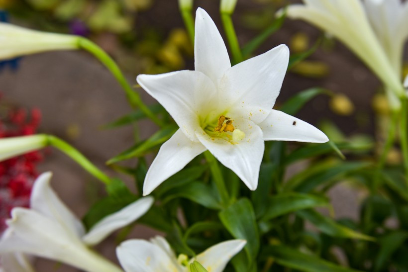 Hoa có hình dáng như một chiếc kèn nhỏ với phần nhụy vàng đẹp mắt.