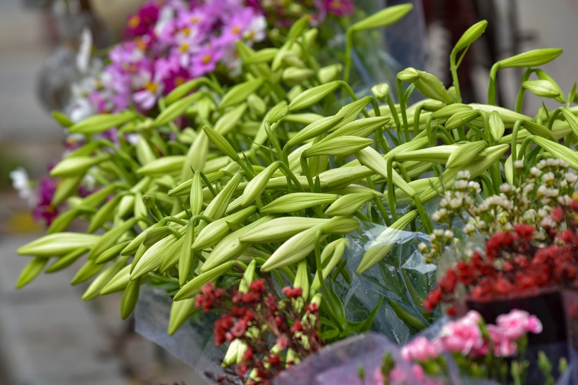 Hoa thường cao tầm 60 – 100cm, mọc thành chùm từ 2-3 hoa. Hoa loa kèn có màu trắng, đỏ, vàng... nhưng ở chủ yếu loài kèn trắng và vàng.