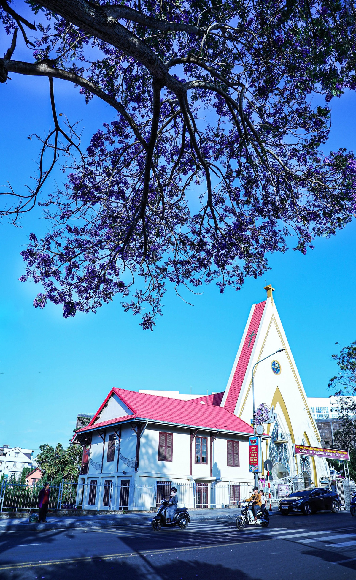 Tuy nhiên, theo Công ty Công trình đô thị Đà Lạt, do cây phượng tím đầu tiên của Đà Lạt nhân giống vô tính khi đưa ra trồng phát triển chậm, hoa nở không nhiều nên hơn chục năm trước, Công ty đã nhập giống từ Nam Mỹ về trồng đại trà tại Đà Lạt. Phượng tím giống mới phát triển khá nhanh và cho bông sum suê