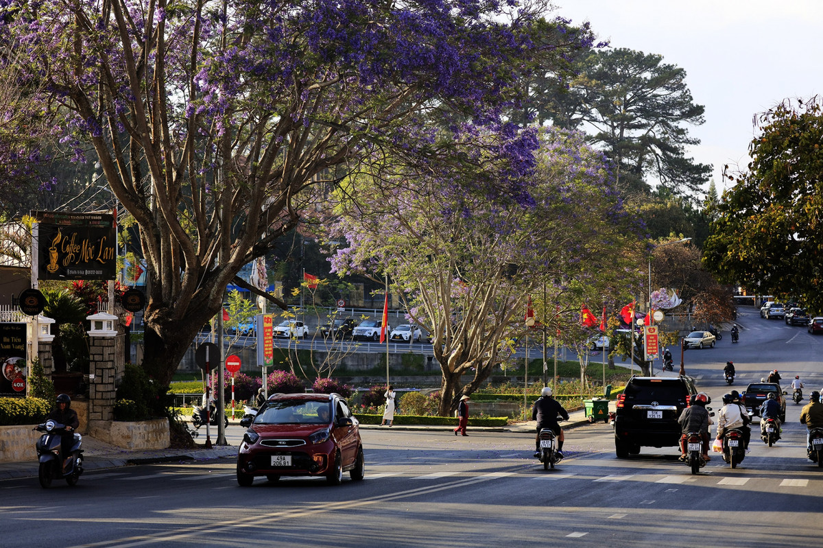 Phượng tím ở góc đường Trần Phú