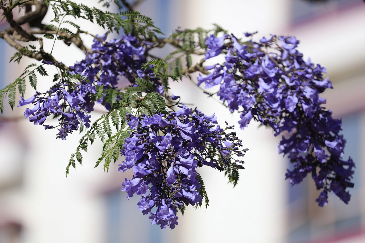 Sắc hoa phượng tím trong nắng chiều tháng 3