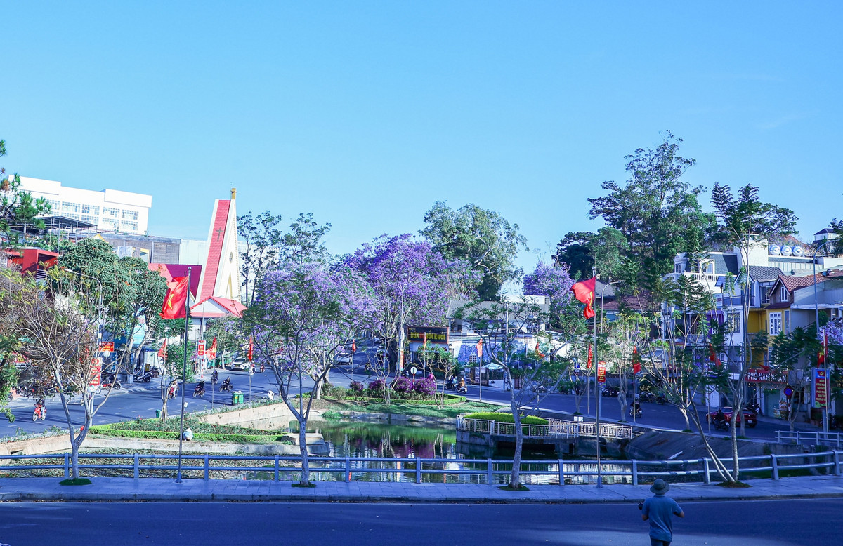 Hàng cây phượng tím giống mới đang sinh trưởng tốt tại góc hồ Hoàng Văn Thụ, đường Trần Phú tạo nên khung cảnh ấn tượng cho Đà Lạt vào mùa này