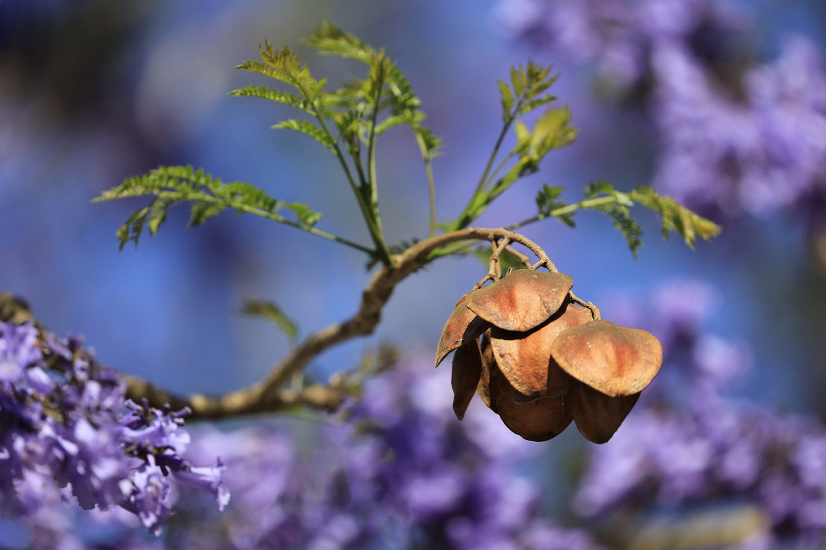 Quả Phượng tím giống mới