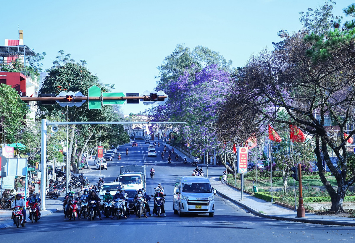 Phượng tím ở góc hồ Hoàng Văn Thụ