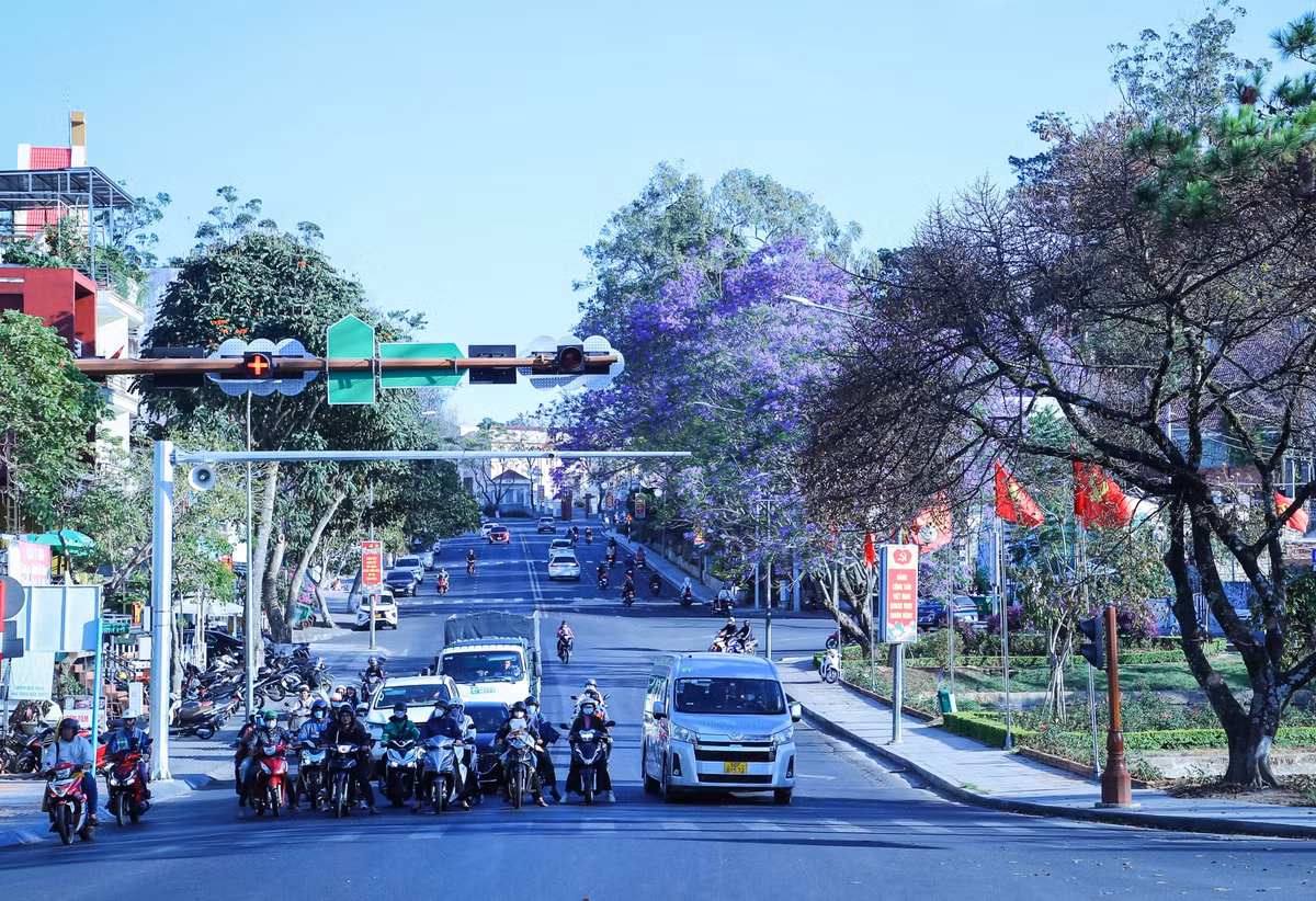 Phượng tím ở góc hồ Hoàng Văn Thụ