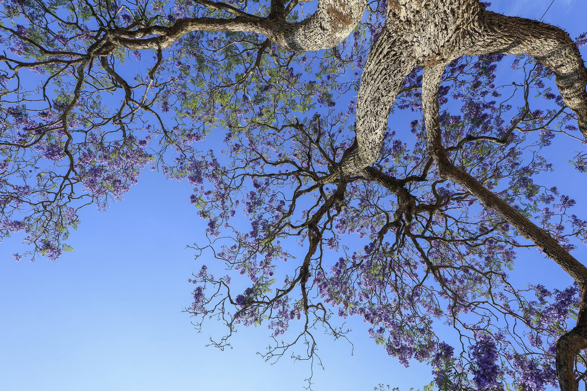 Cây phượng tím đầu tiên của Đà Lạt, do kỹ sư Lương Văn Sáu trồng vào năm 1962 trên đường Nguyễn Thị Minh Khai
