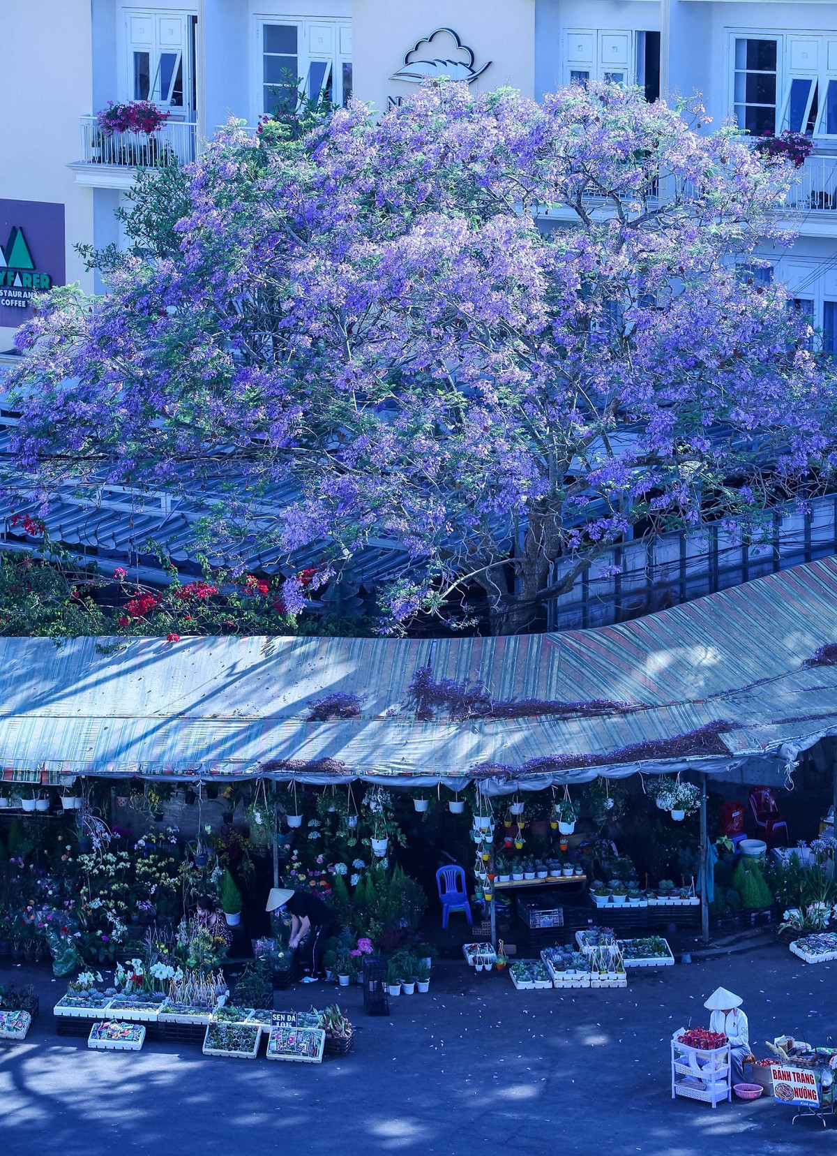 Phượng tím đã được trồng rất phổ biến trên nhiều tuyến đường trong nội ô và ven đô của Đà Lạt, trở thành biểu tượng đặc trưng của thành phố hoa. .