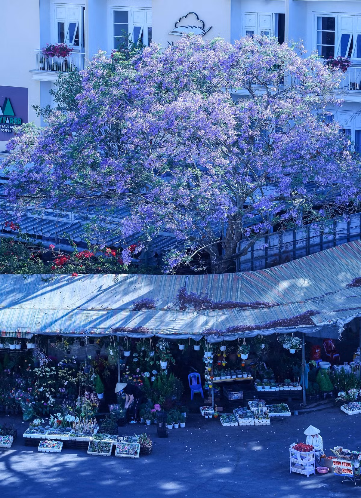 Phượng tím đã được trồng rất phổ biến trên nhiều tuyến đường trong nội ô và ven đô của Đà Lạt, trở thành biểu tượng đặc trưng của thành phố hoa. .