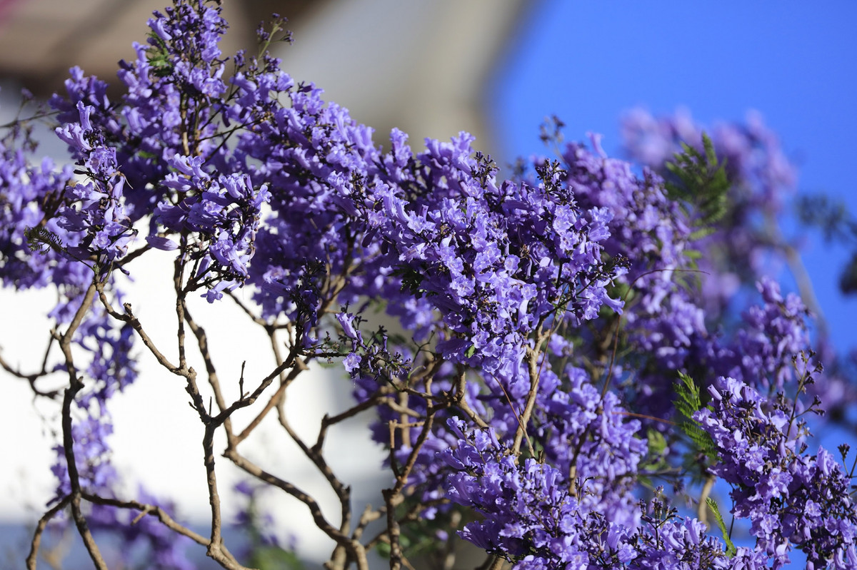Như vậy, hiện Đà Lạt có 2 loại phượng tím, bao gồm loại được nhân giống từ cây phượng tím đầu tiên của kỹ sư Lương Văn Sáu, và một loại mới được nhập về từ Nam Mỹ gần đây. Cả hai loại này hiện đều trở thành loại hoa mang lại vẻ đẹp rất riêng cho Đà Lạt và thường nở rộ vào tháng 3, tháng 4 hàng năm.