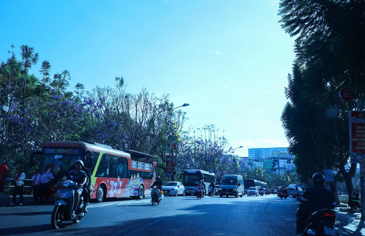 Hai hàng phượng tím ở trước công viên Ấp Ánh Sáng