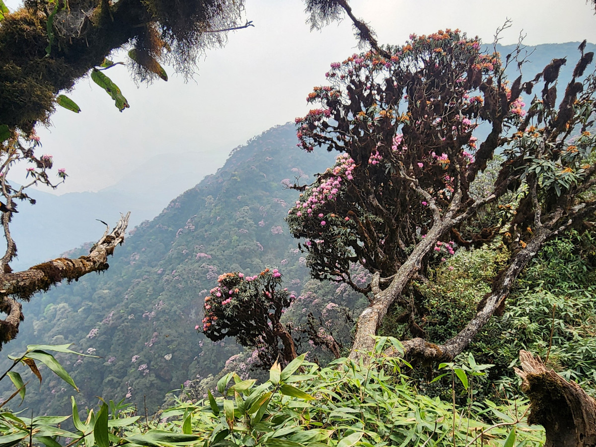 Càng lên cao, những cây hoa đỗ quyên càng nhiều. Nhìn ra xa bị choáng ngợp trước những cây đỗ quyên mọc san sát, hoa nở bung như mời gọi du khách đến với đỉnh Pu Ta Leng. Vẻ đẹp hoang sơ này đã khắc họa nên một bức tranh Pu Ta Leng không chỉ hùng vĩ mà còn thơ mộng, trữ tình. Khiến những ai đặt chân đến đây đều phải say đắm.