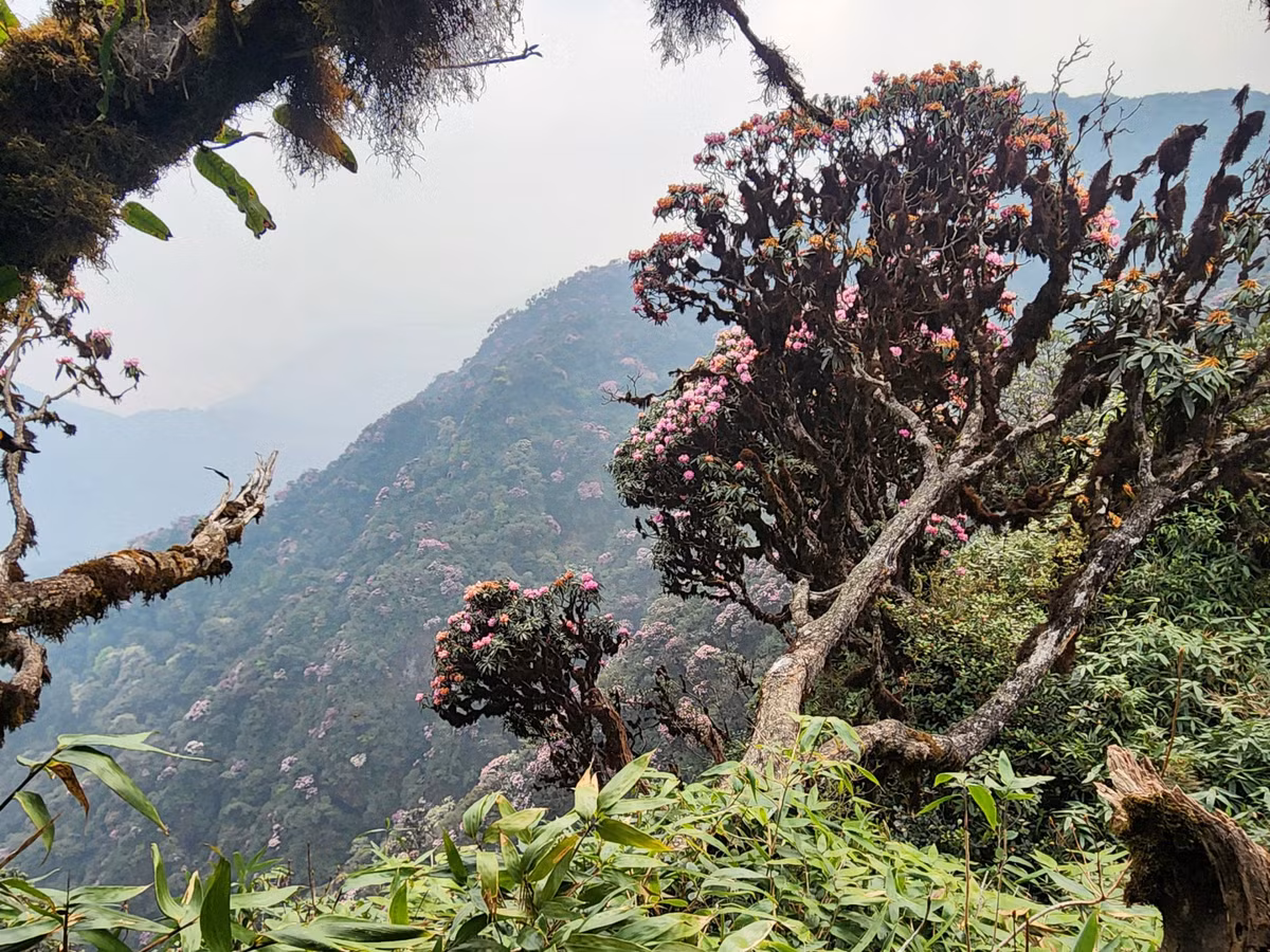Càng lên cao, những cây hoa đỗ quyên càng nhiều. Nhìn ra xa bị choáng ngợp trước những cây đỗ quyên mọc san sát, hoa nở bung như mời gọi du khách đến với đỉnh Pu Ta Leng. Vẻ đẹp hoang sơ này đã khắc họa nên một bức tranh Pu Ta Leng không chỉ hùng vĩ mà còn thơ mộng, trữ tình. Khiến những ai đặt chân đến đây đều phải say đắm.