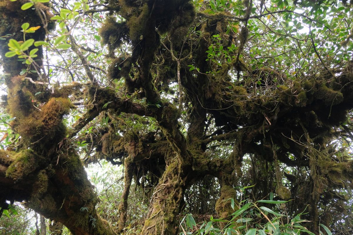 Putaleng sở hữu hệ thống thảm thực vật, động vật phong phú, đa dạng. Chúng phát triển tốt tươi, tự nhiên và không hề có dấu hiệu bàn tay con người “xâm nhập trái phép”. Sự hoang sơ đó, khi kết hợp cùng vẻ đẹp núi non trùng điệp hùng vĩ, tạo nên bức tranh Pu Ta Leng vô cùng rực rỡ.