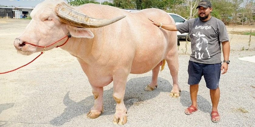 Nuôi trâu bạch tạng, nông dân Thái Lan đổi đời, tậu nhà, tậu xe Nuoi trau bach tang, nong dan Thai Lan doi doi, tau nha, tau xe