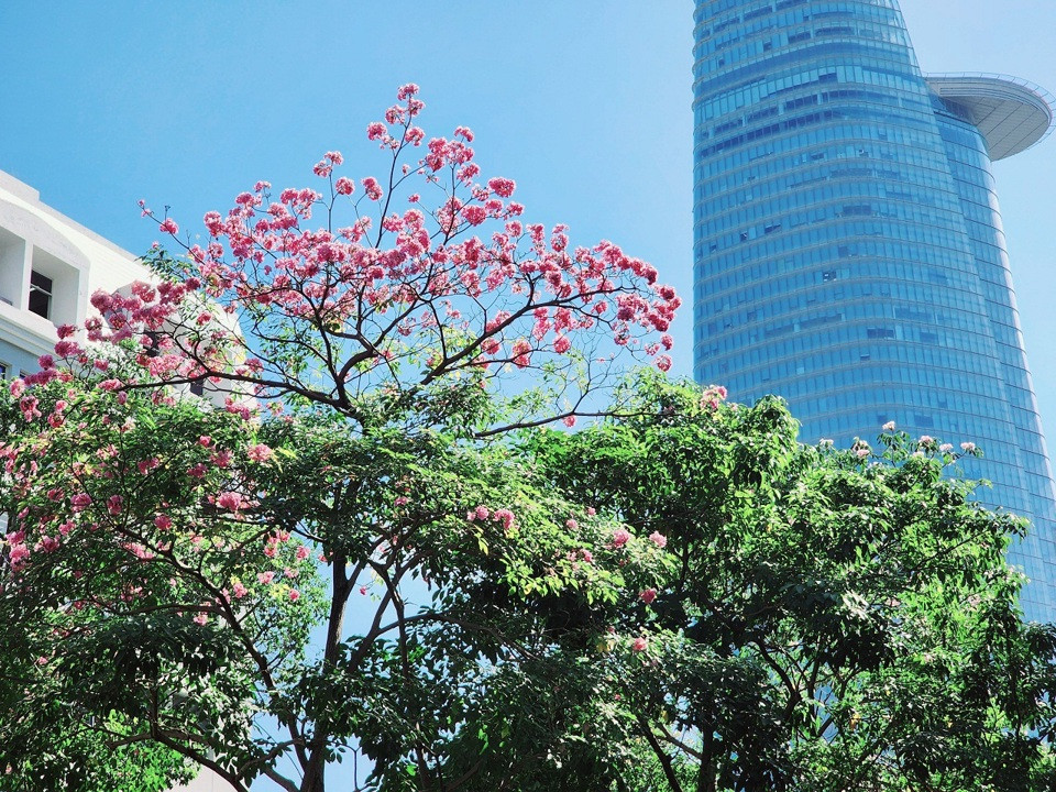 Cây kèn hồng nở rợp trời, tạo nên khung cảnh thơ mộng giữa lòng thành phố náo nhiệt. Muốn chiêm ngưỡng vẻ đẹp thơ mộng do hoa kèn hồng tạo nên, chỉ cần ghé qua nhiều tuyến đường như Hàm Nghi, Võ Văn Kiệt (quận 1, TP HCM)