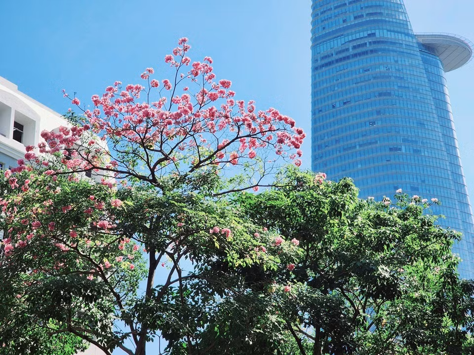 Cây kèn hồng nở rợp trời, tạo nên khung cảnh thơ mộng giữa lòng thành phố náo nhiệt. Muốn chiêm ngưỡng vẻ đẹp thơ mộng do hoa kèn hồng tạo nên, chỉ cần ghé qua nhiều tuyến đường như Hàm Nghi, Võ Văn Kiệt (quận 1, TP HCM)