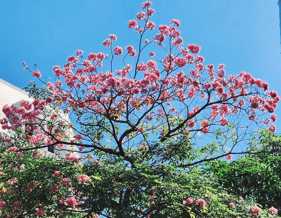  Hoa kèn hồng: Hoa kèn hồng có màu hồng phớt tựa như hoa anh đào, hình dáng giống chiếc kèn, cánh hoa mỏng, mọc thành từng chùm khoảng từ 4 - 10 bông. Hoa kèn hồng thường nở rộ vào độ tháng 3 đến tháng 4 hàng năm, mỗi lần tới mùa hoa nở thì lá sẽ rụng hết, chỉ còn lại những đóa hoa mọc thành chùm đẹp mắt. Đây cũng là những điểm check-in không thể bỏ qua của khách du lịch tháng 3 tại TP HCM.