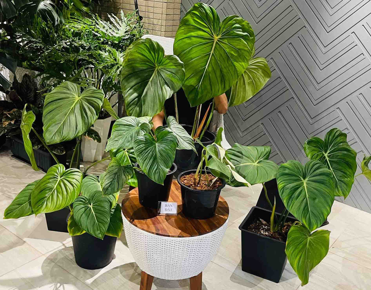 Khánh Thi - Phan Hiển trồng kiểng lá trên sân thượng, trong đó có nhiều cây đột biến. Ảnh: FBNV