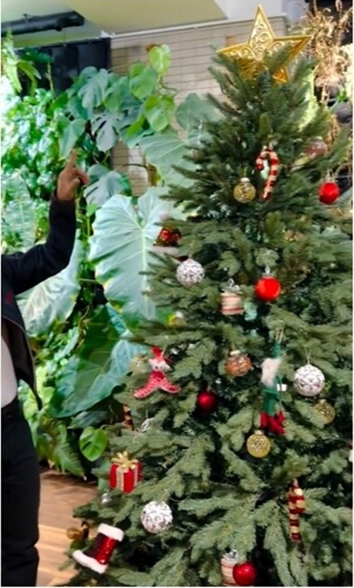 Trên đỉnh cây thông là ngôi sao vàng đẹp mắt. Ảnh chụp màn hình